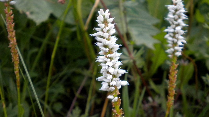 Bistorta vivipara (=Polygonum viviparum) / Poligono viviparo